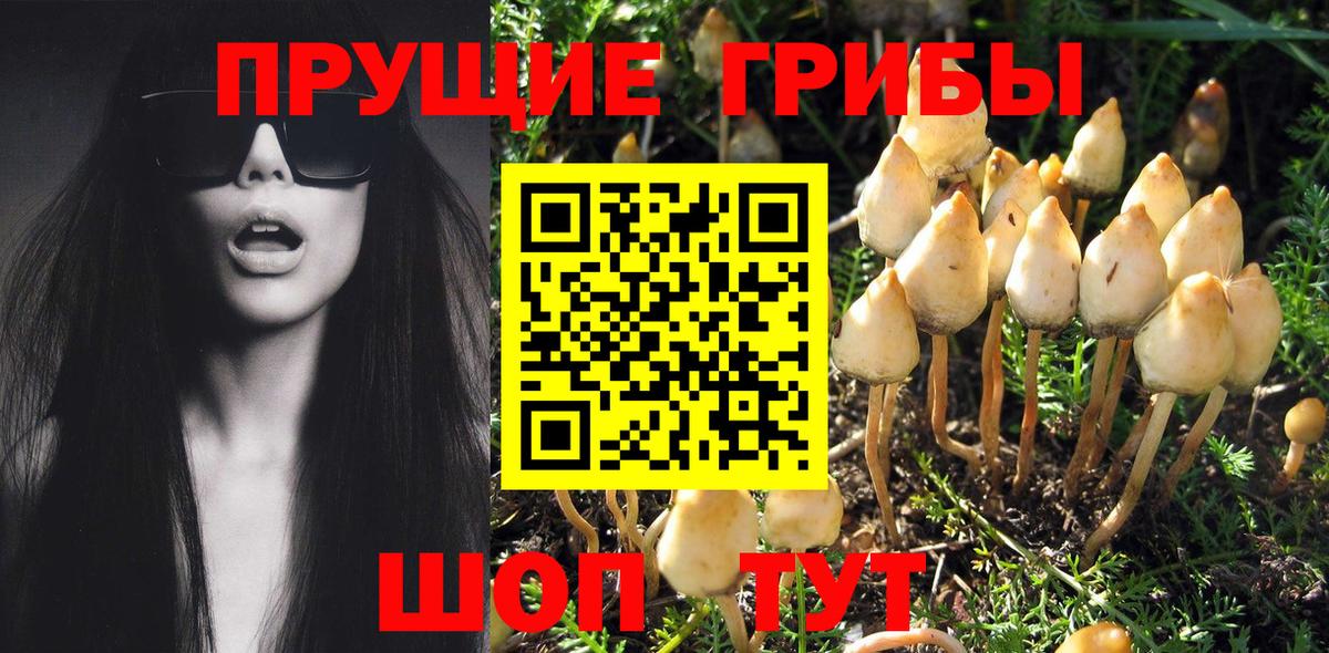 что такое   Вход с VPN  Грязи  Псилоцибиновые грибы Cubensis 